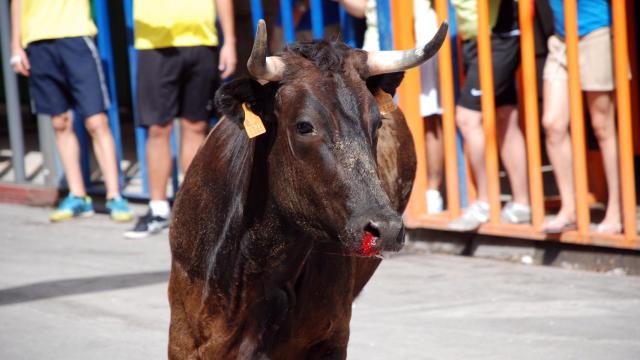Imagen de archivo bous al carrer.