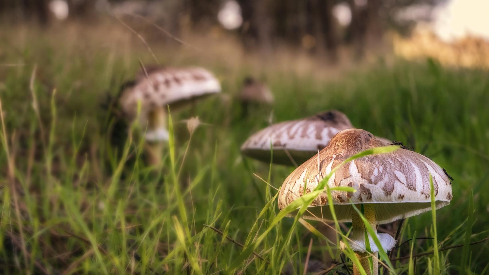 ¿Cuándo y dónde salen las setas en otoño?