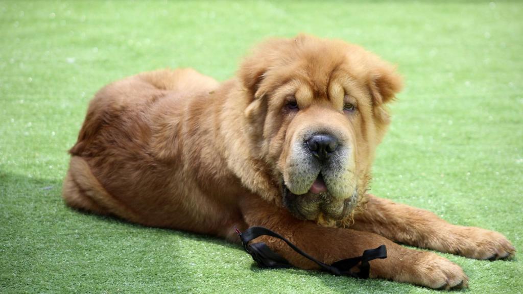 Shar pei