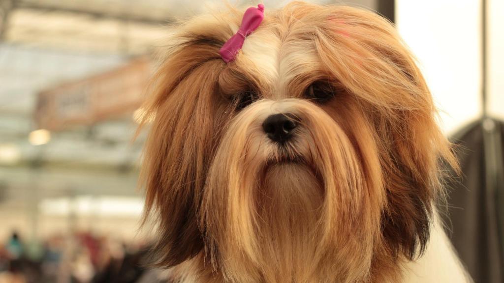 Lhasa apso
