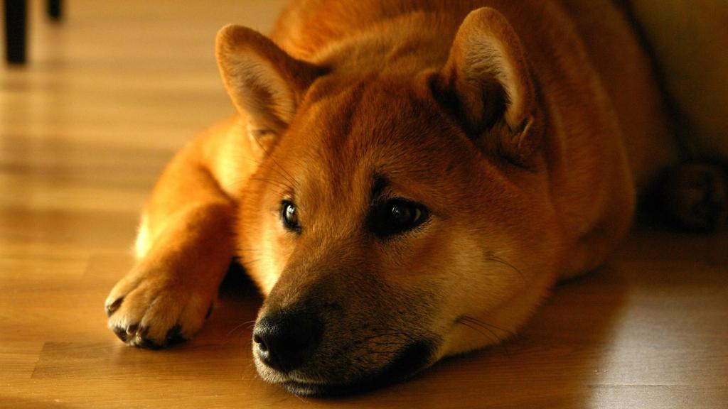 Shiba inu