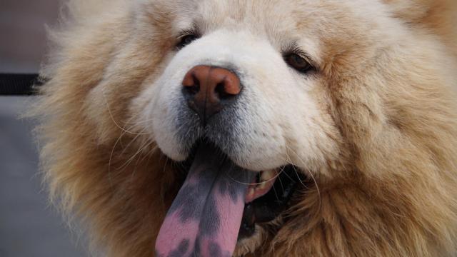 Estas son las razas de perros más independientes