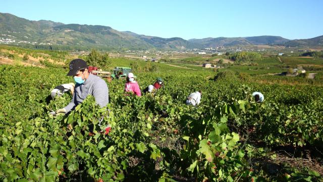 Jóvenes agricultores vendimiando.