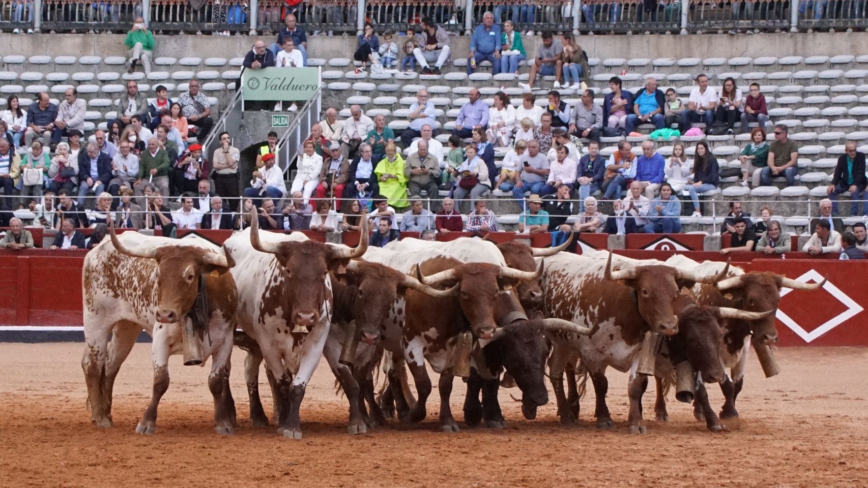 Los mansos o bueyes guían al ganado bravo con el sonido de sus enormes cencerros