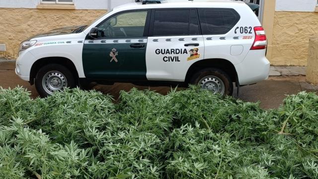 Parte de la plantación de marihuana de este vecino de Ferreras de Abajo