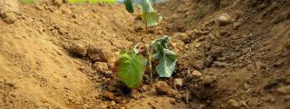 Cultivo afectado por la sequía en la provincia de León