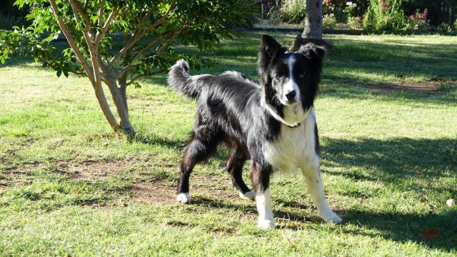 TikTok: Los videos virales de los perros más listos