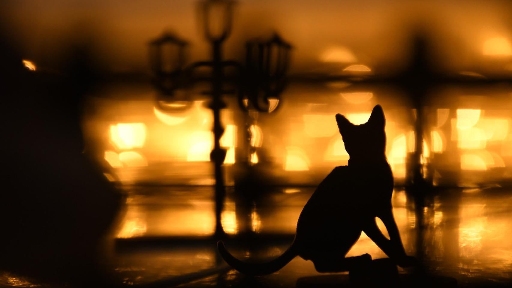 ¿Por qué a los madrileños se les llama gatos? El motivo que se remonta al siglo XI
