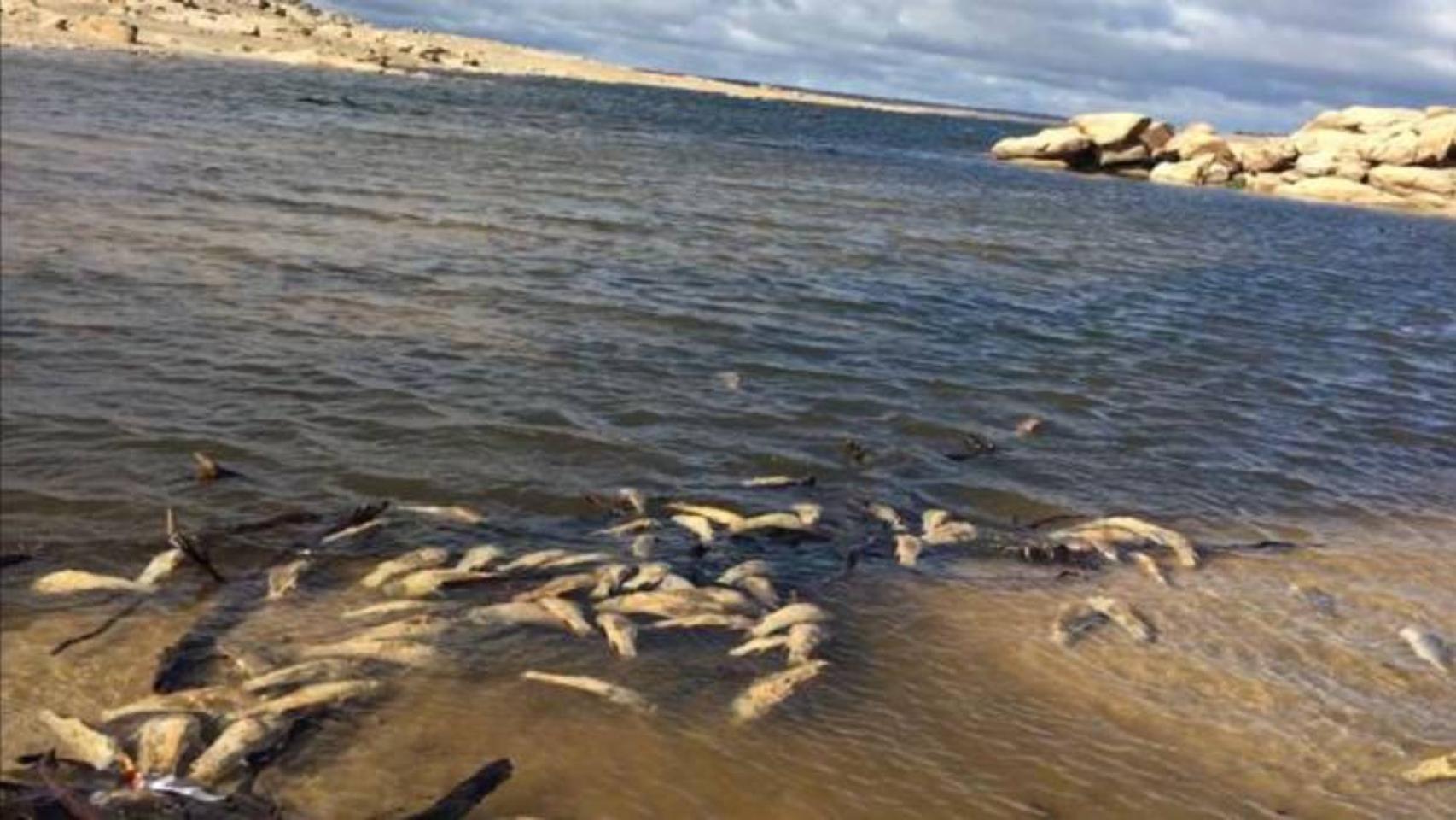 Peces muertos en el embalse de Almendra