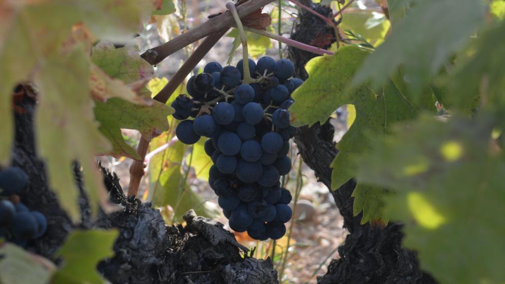 Un racimo de uvas.