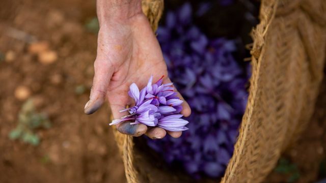 SOS al ministro Bolaños para salvar al azafrán de La Mancha de la extinción