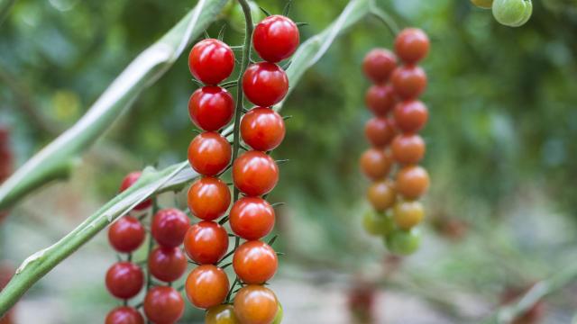 Cómo elegir las mejores hortalizas para una cesta de la compra saludable y sostenible
