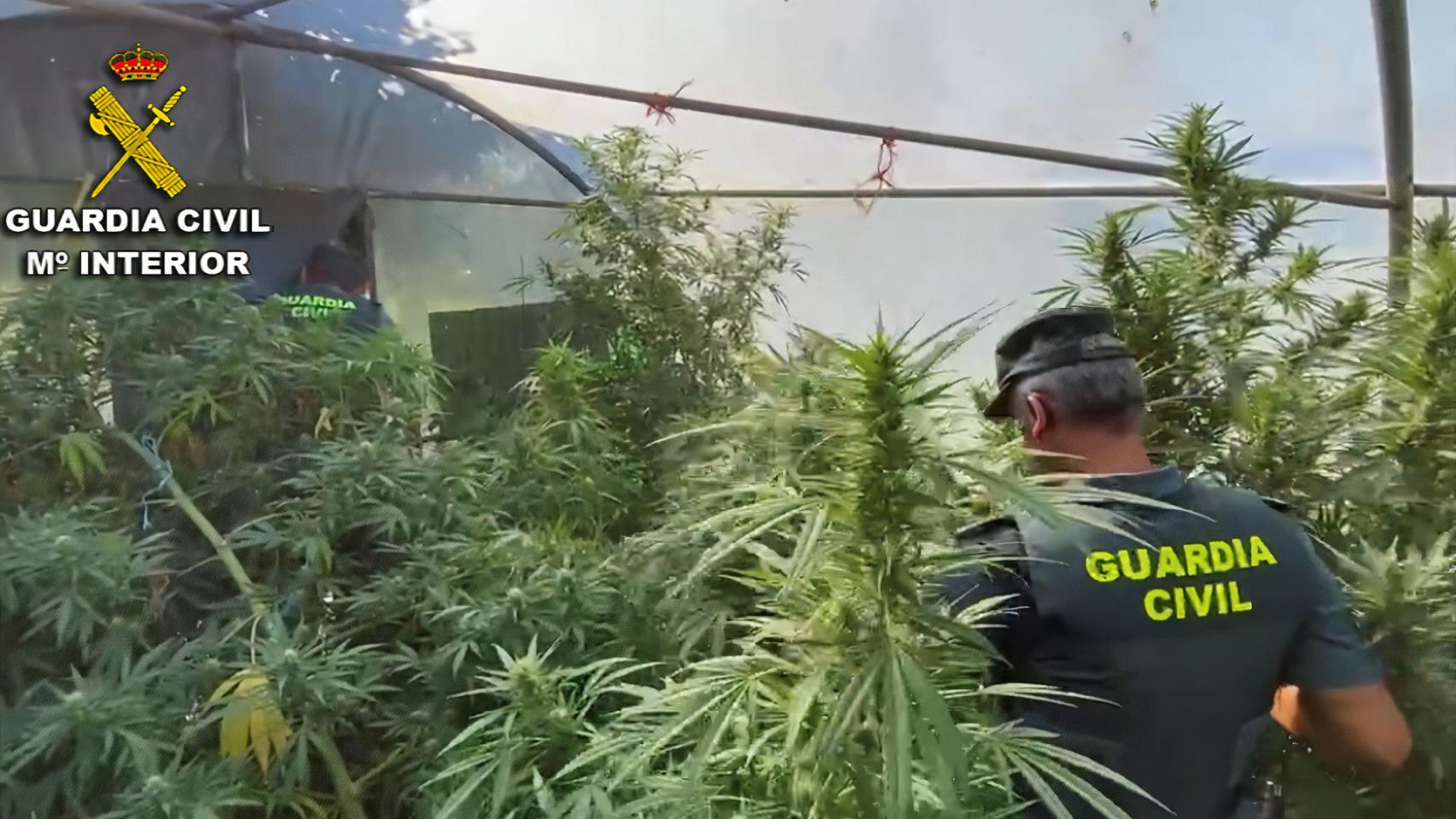 Desmantelamiento de una plantación de marihuana en la provincia de Pontevedra.