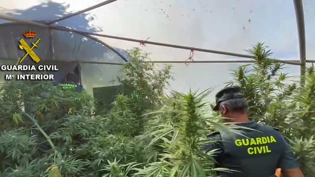 Desmantelamiento de una plantación de marihuana en la provincia de Pontevedra.