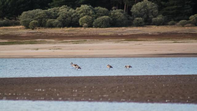 Flamencos en el Embalse de la Cuerda del Pozo