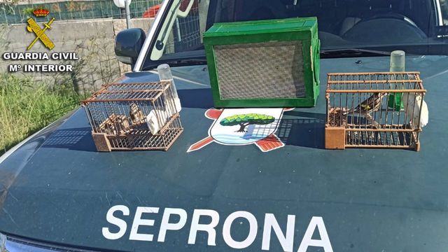 Jilgueros utilizados como reclamo por el furtivo identificado en Portonovo (Pontevedra).