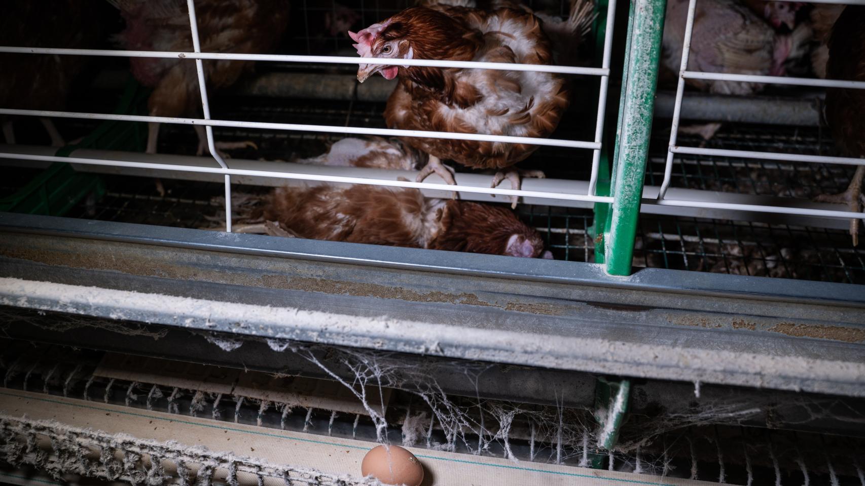Una gallina ponedora en una explotación avícola intensiva