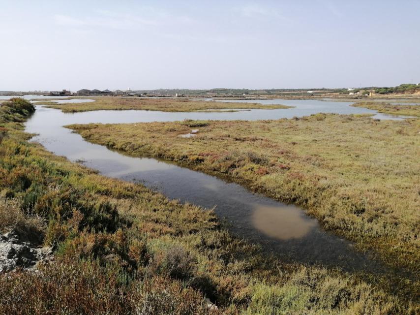 Vista del Paraje Natural de las Marismas de Isla Cristina, desde la parcela de Manuel Díaz.