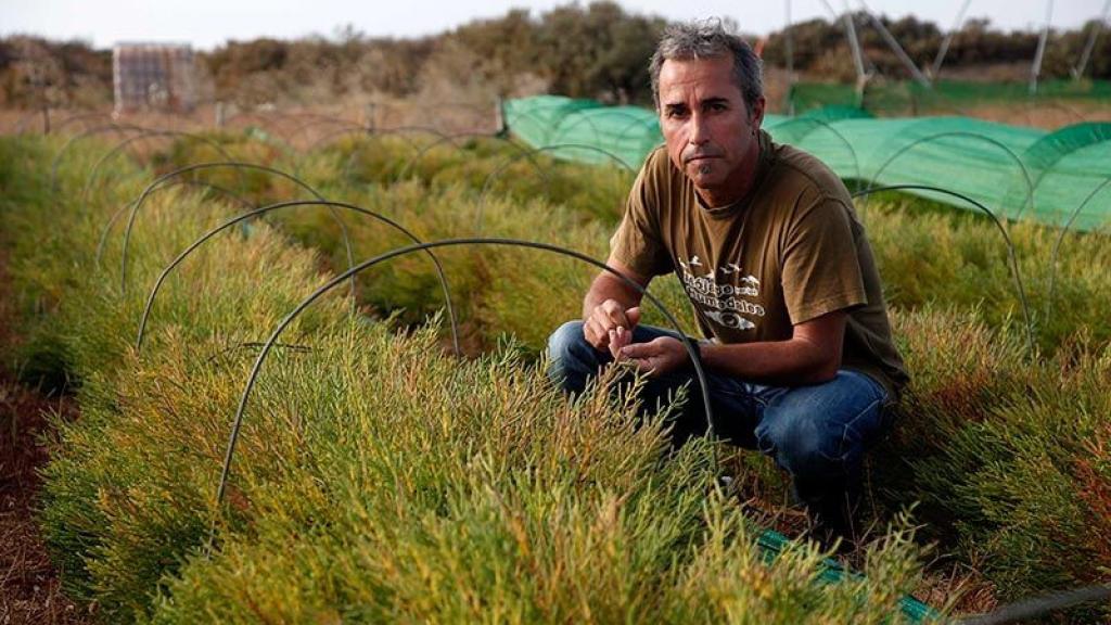 El agricultor y patrón de Salvamento Marítimo Manuel Díaz Cárdenas, en su plantación de salicornia.