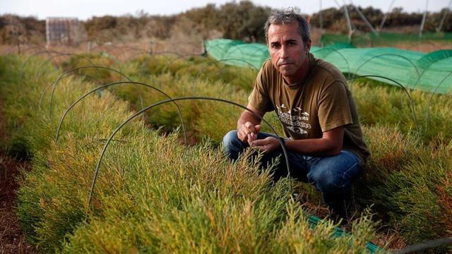 El agricultor y patrón de Salvamento Marítimo Manuel Díaz Cárdenas, en su plantación de salicornia.