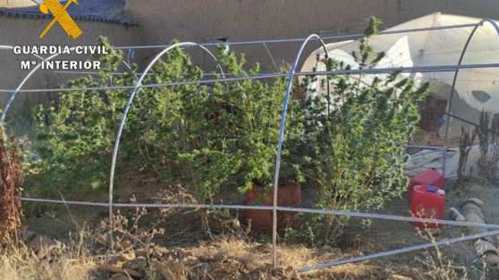 Marihuana en el corral de Villacarralón