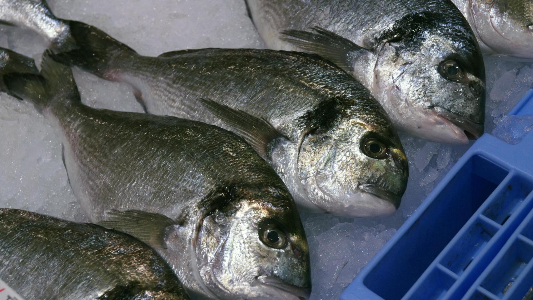 El estudio se centra en más de 1.300 ejemplares de 58 especies de pescado y marisco de consumo humano, la dorada entre ellos / CSIC Comunicación