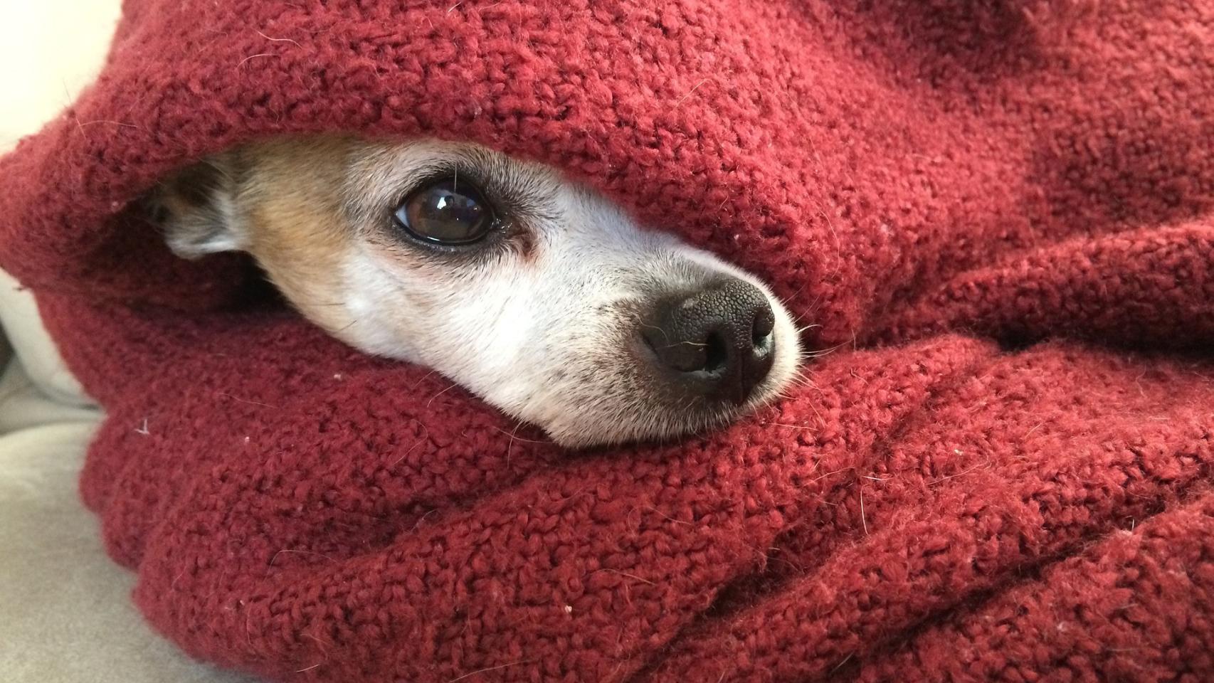 El mejor truco para evitar que tu perro se resfríe