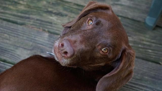 Así afecta el otoño a la salud de nuestras mascotas