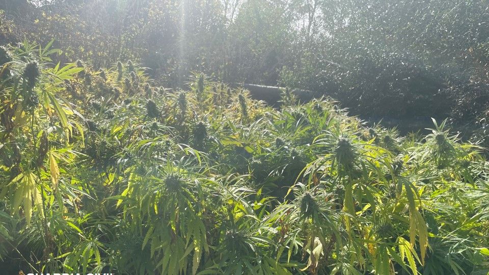 Plantación de cannabis