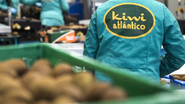 Kiwi Atlántico, Ribadumia.