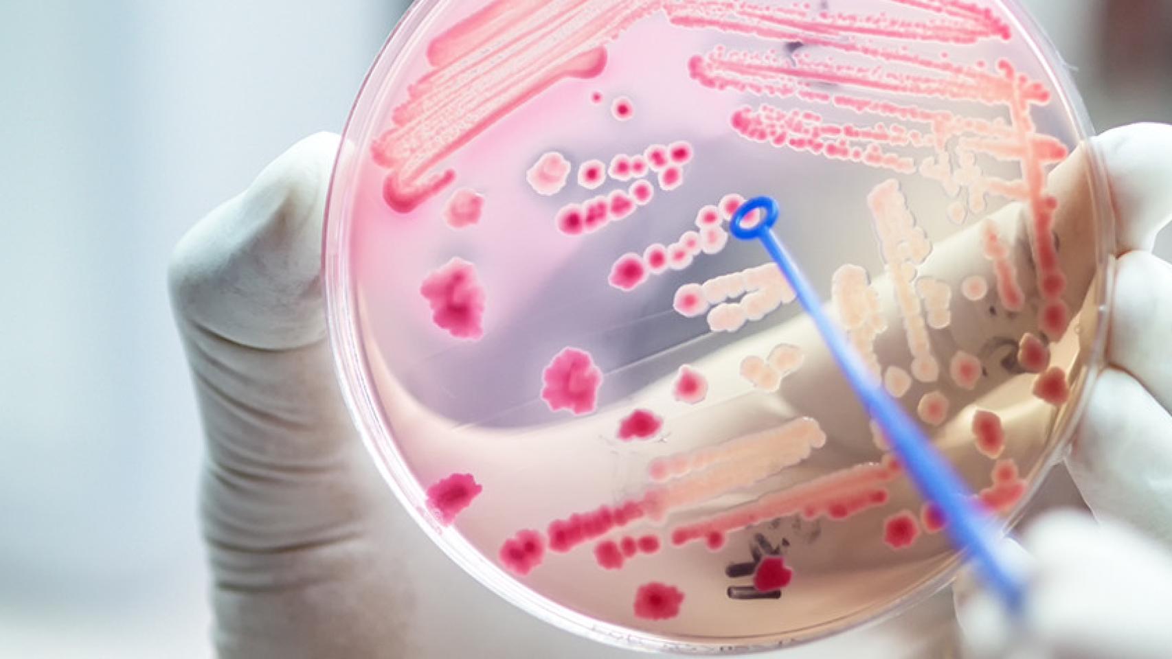 Un científico manipula un cultivo en un laboratorio.