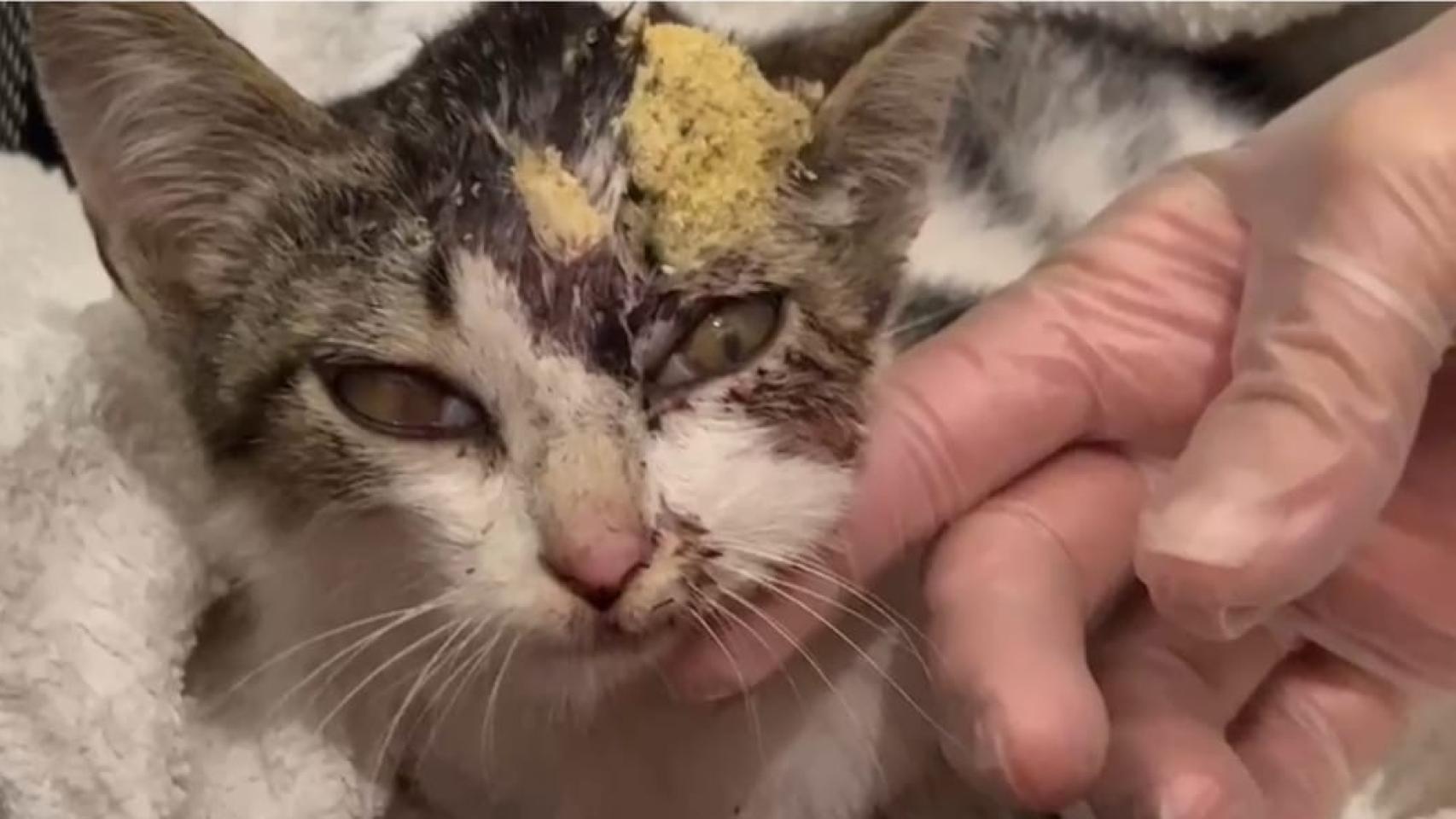 Gato maltratado en A Estrada (Pontevedra).