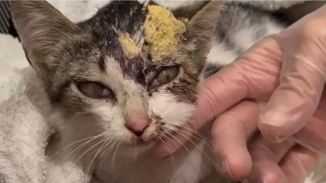 Gato maltratado en A Estrada (Pontevedra).