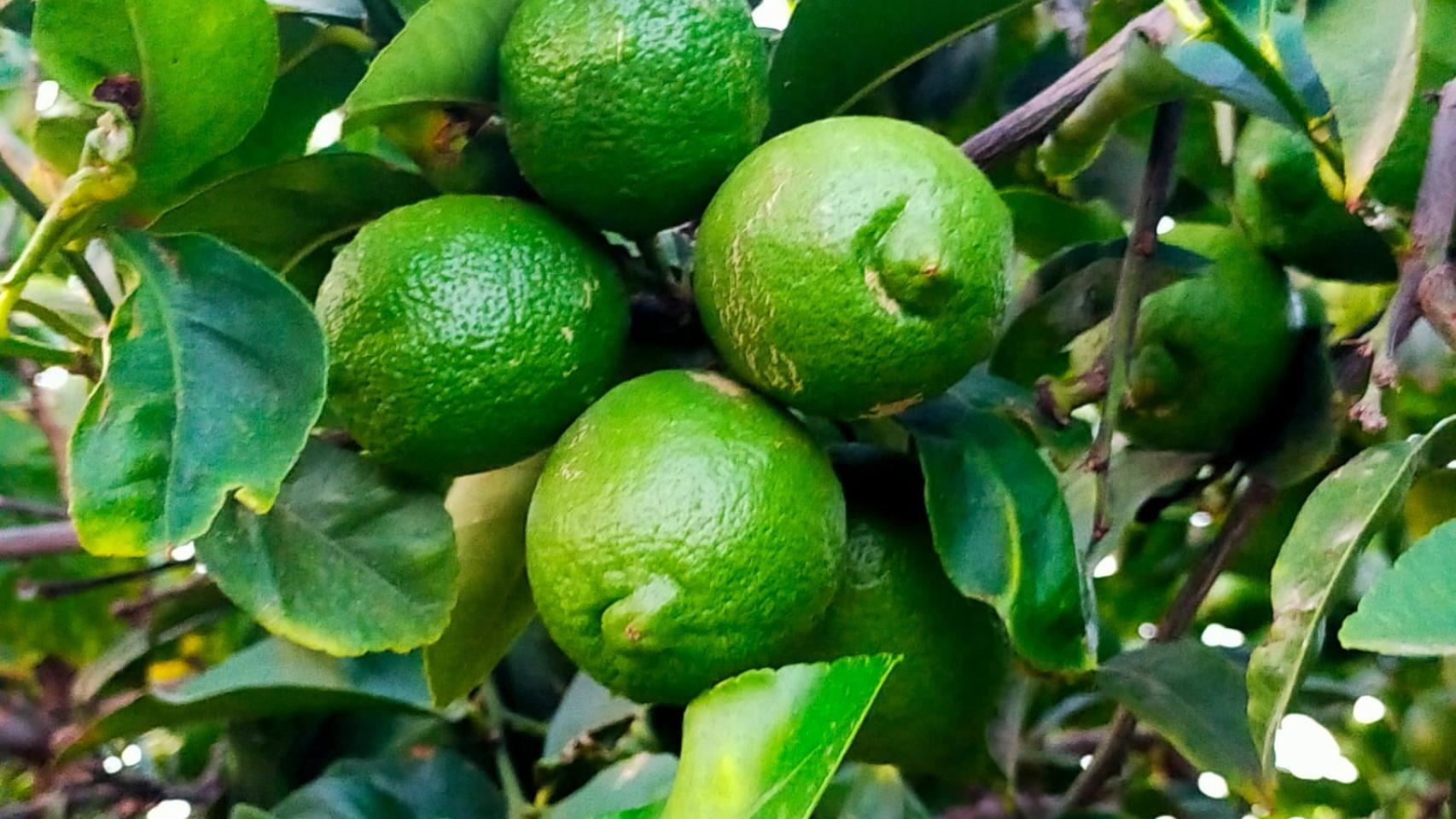 Imagen de archivo limones.