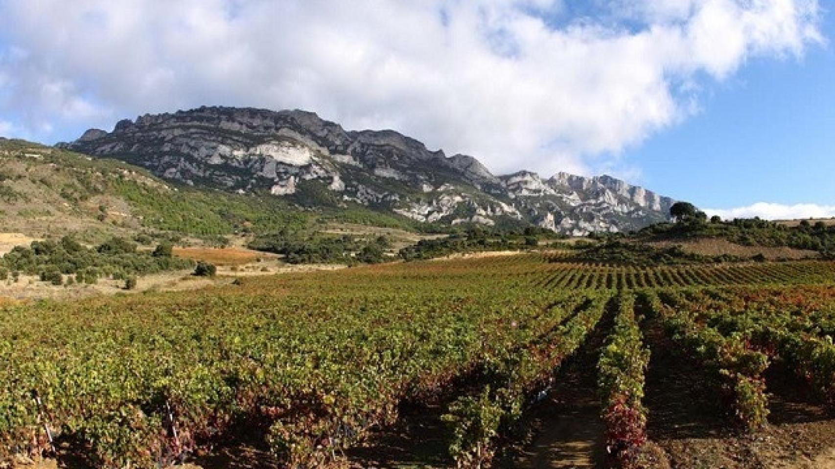 Viñedos en la Rioja Alavesa.