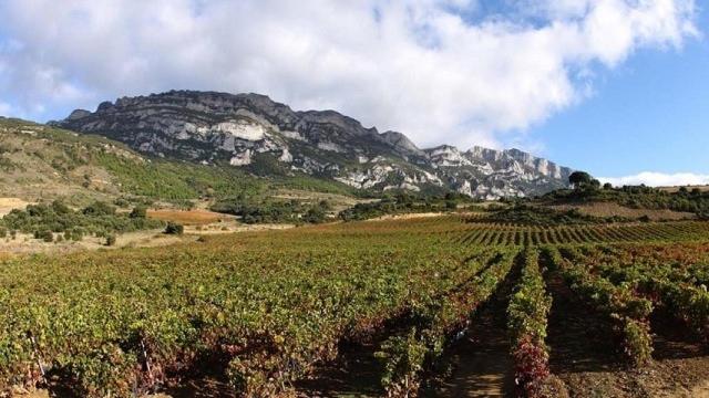 Viñedos en la Rioja Alavesa.