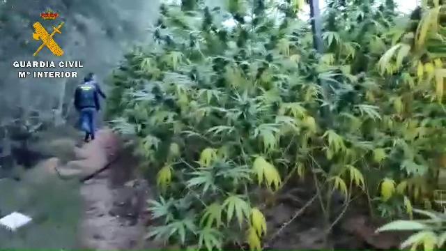 La Guardia Civil de Albacete desmantela una plantación de marihuana de 3.600 metros cuadrados