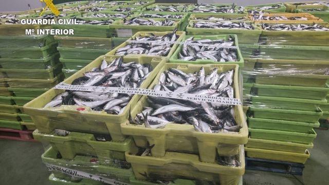 Sardina incautada.