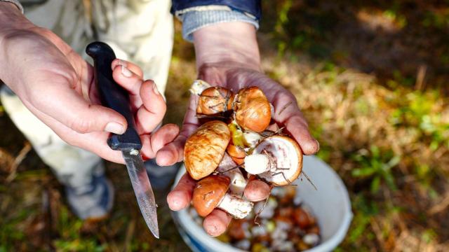 Una persona recogiendo setas en el bosque.
