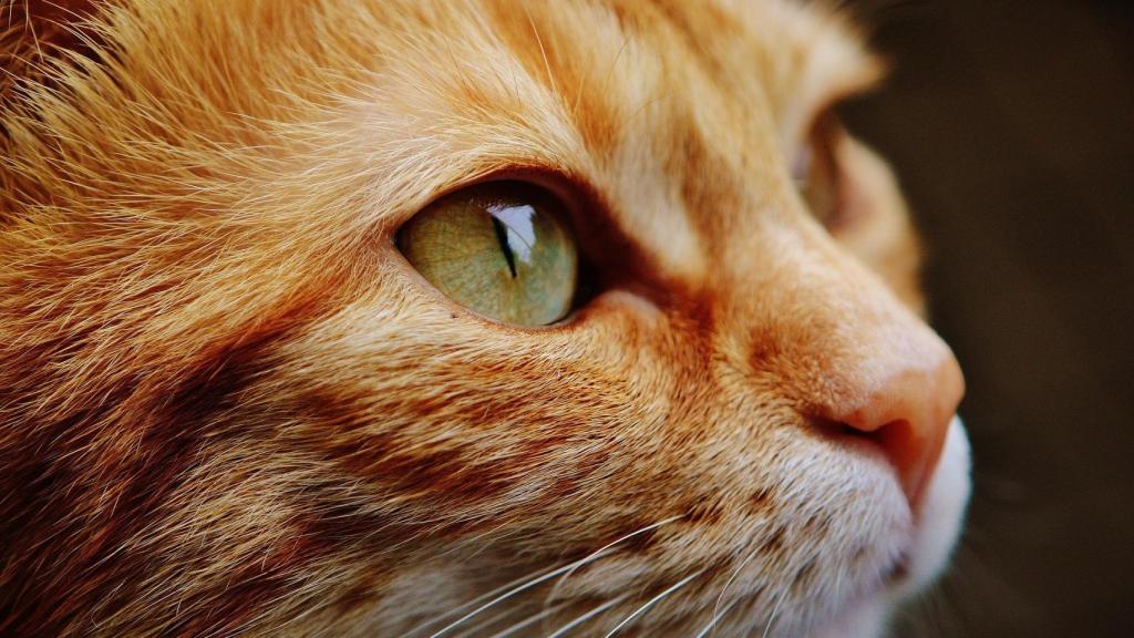 La forma más eficaz para llamar a tu gato y que te haga caso