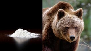 El oso que se encontró en el bosque con treinta kilos de cocaína: el increíble caso de 'Pablo EskoBear'