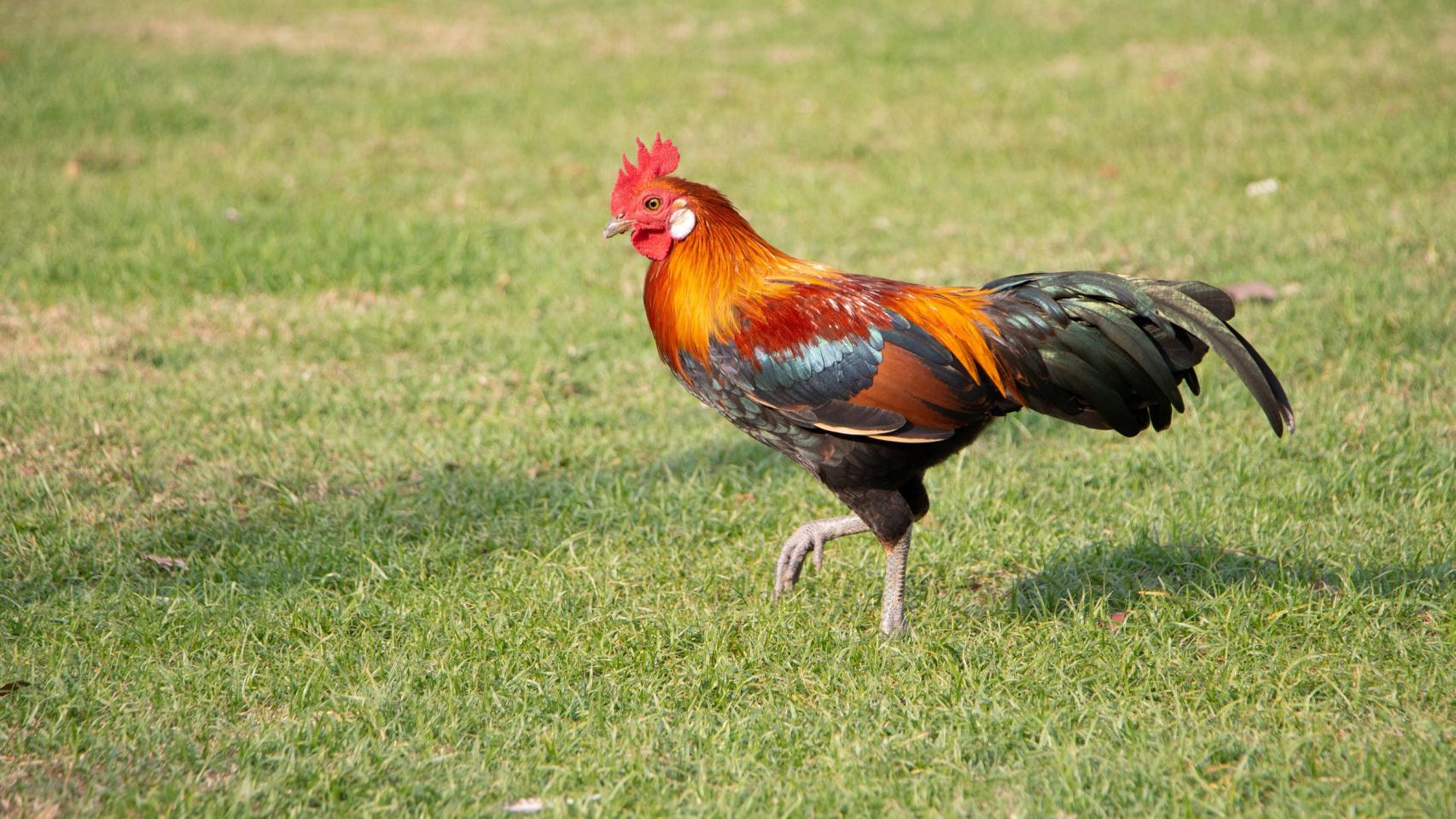 gallo