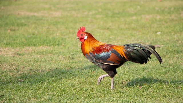 gallo