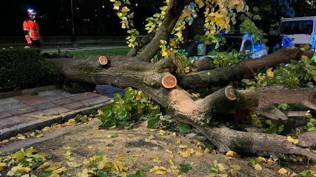 Árbol desplomado por las rachas de viento