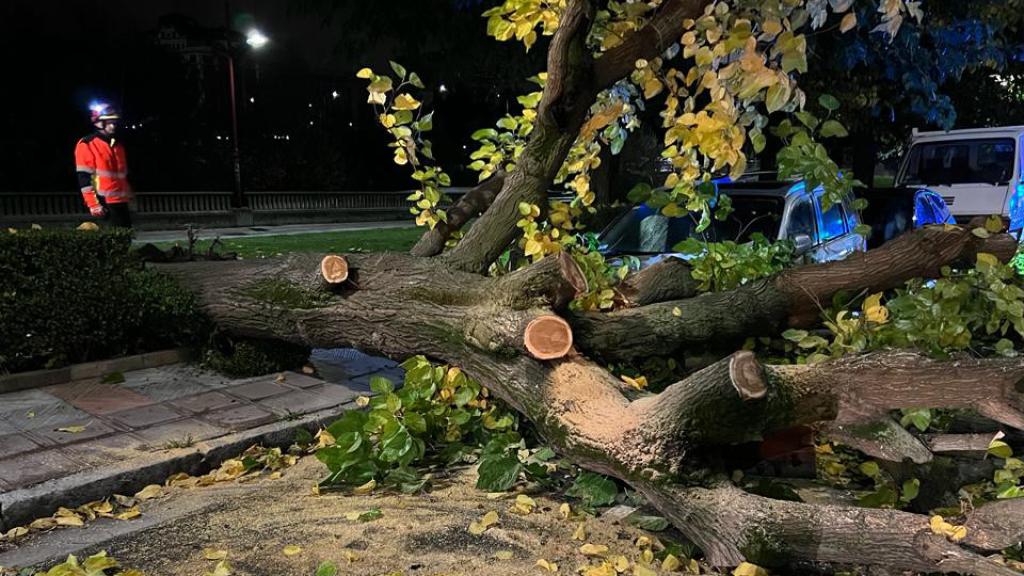 Árbol desplomado por las rachas de viento