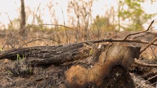 Alerta por muerte de los bosques ¿por qué sobreviven los más longevos, cómo podemos revertirlo?