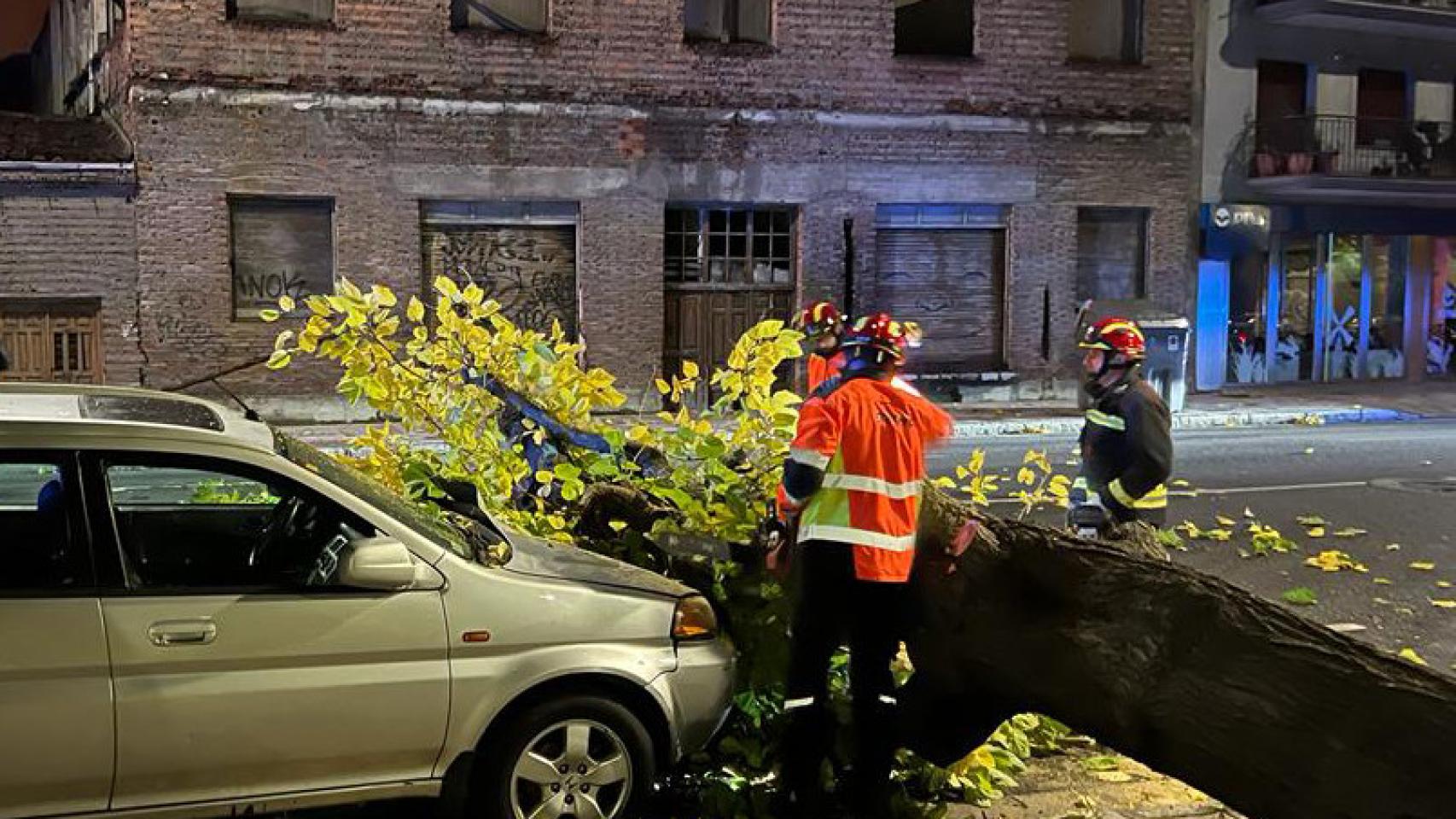 Vehículo dañado por el árbol