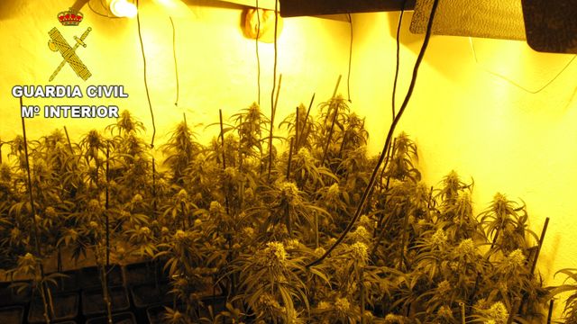 Encuentran 487 plantas de marihuana en una vivienda de Villacañas (Toledo): tres detenidos