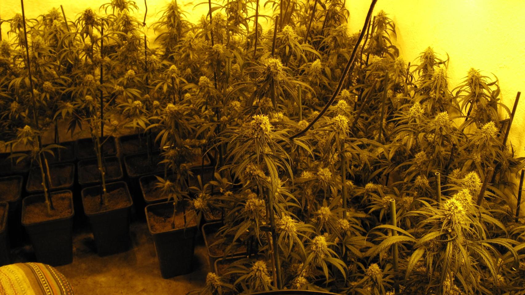 Imagen de archivo de plantas de marihuana