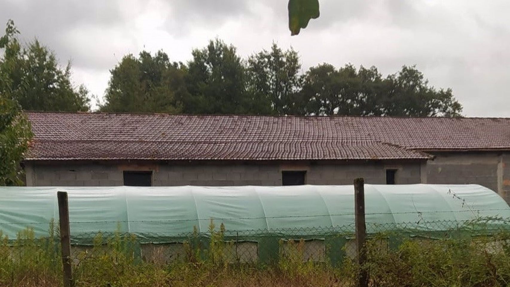 Localizada plantación de marihuana en Amoeiro (Ourense).